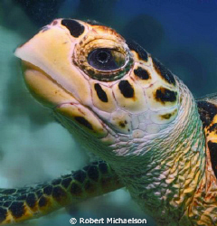 Noble appearing hawksbill at Capt Don's by Robert Michaelson 